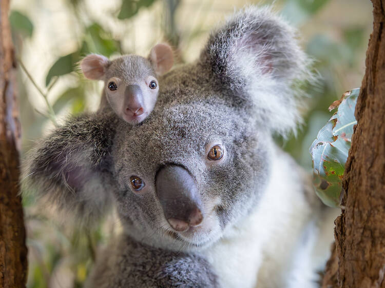 The 10 best places to see kangaroos and koalas in Australia The 10 best places to see kangaroos and koalas in Australia