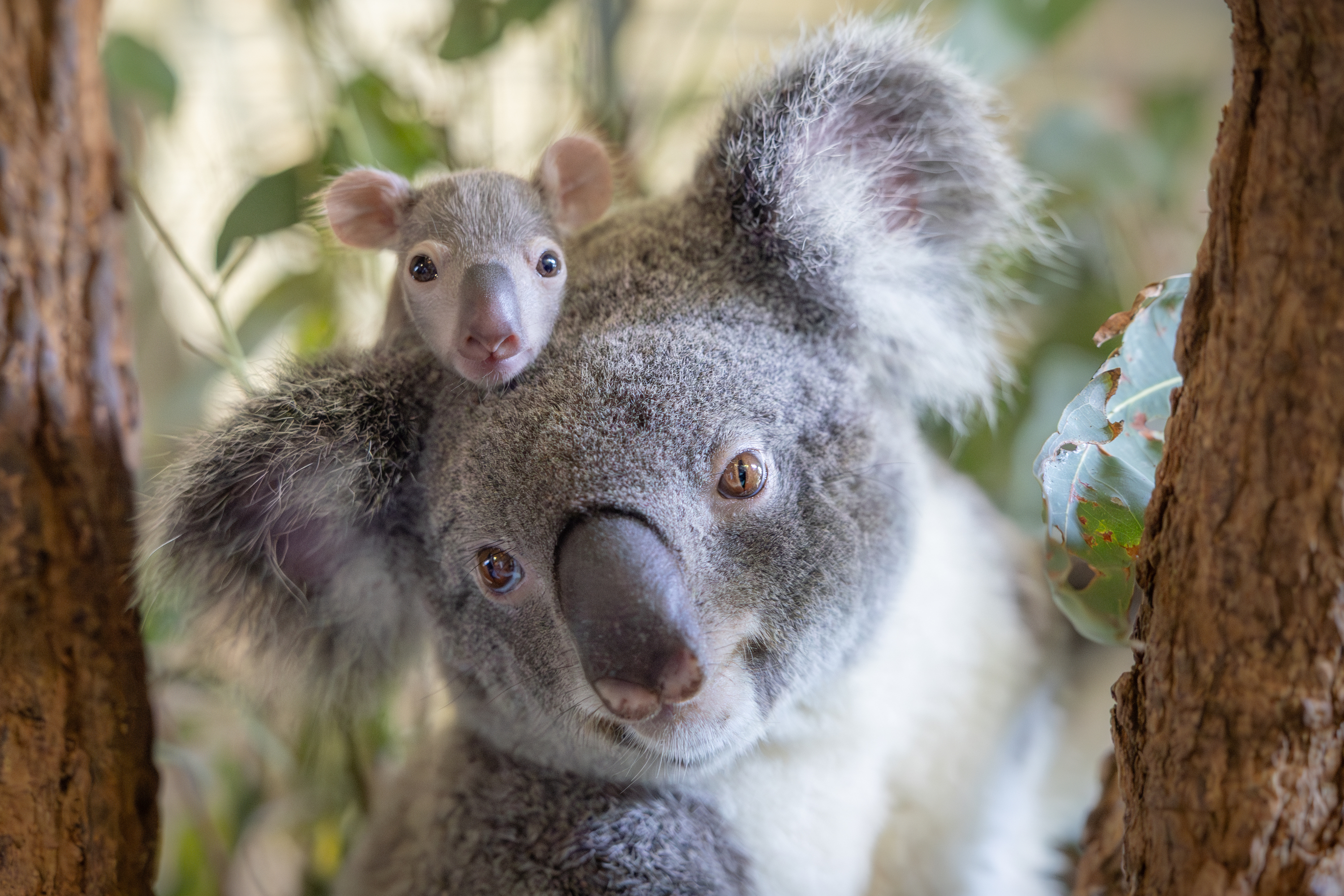 The 10 best places to see kangaroos and koalas in Australia