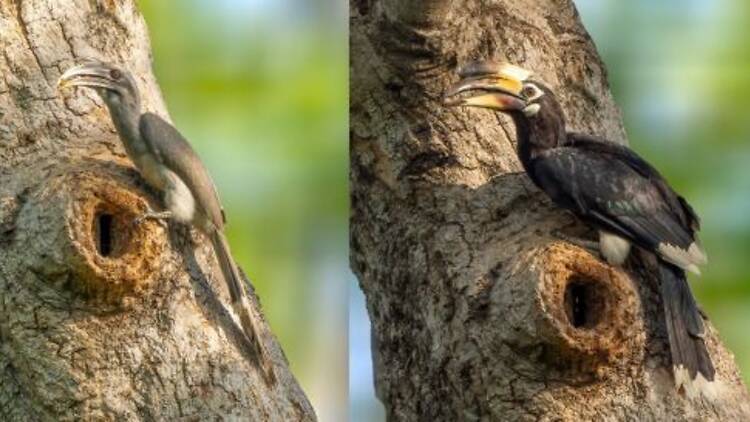 Oriental Pied hornbill in Lodhi Garden