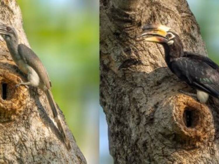 What's up with the hornbill in Lodhi Garden? Join WWF to find out What's up with the hornbill in Lodhi Garden? Join WWF to find out