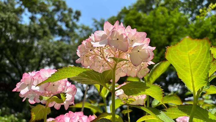 Hydrangea Fair at Nagai Botanical Garden Hydrangea Fair at Nagai Botanical Garden