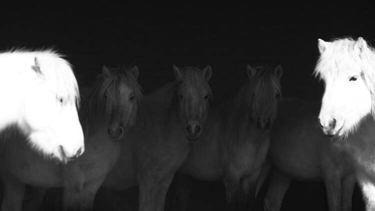 Wang Zhengping: O Cavalo Selvagem da Inner Mongólia, Wang Zhengping: O Cavalo Selvagem da Inner Mongólia,