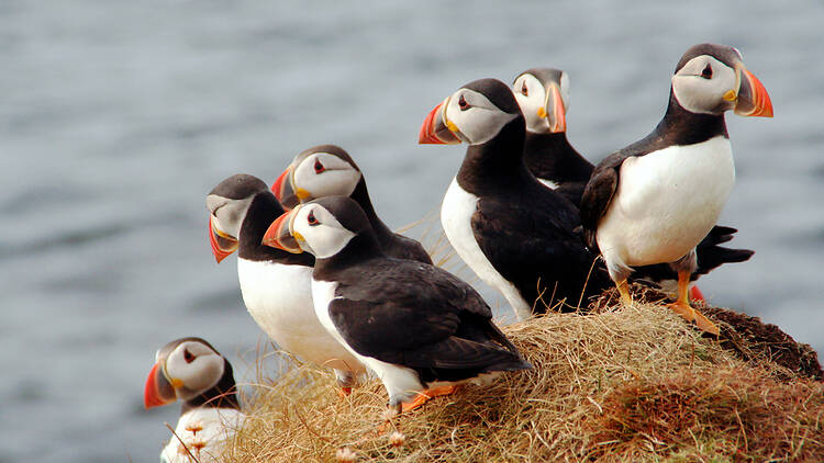 Puffins Puffins