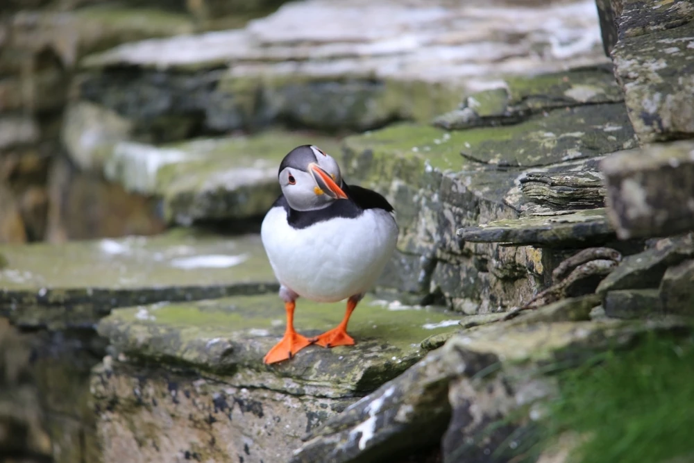 Puffin bird on a rock in Westray Orkney