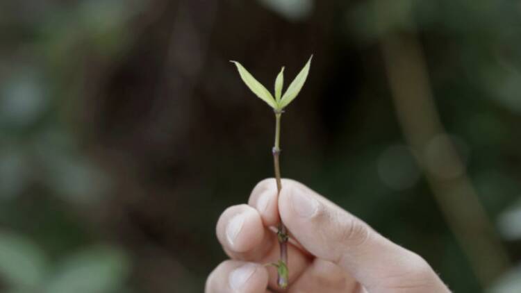 Lúa Coderch. Assenyala un punt (fora del perímetre de la secció d’un arbre per indicar que ve del futur)