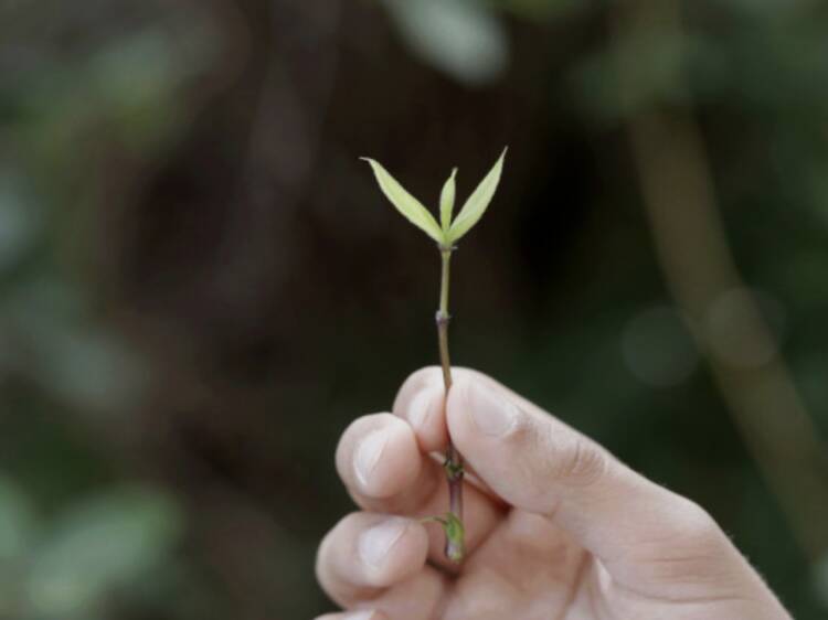 Lúa Coderch. Assenyala un punt (fora del perímetre de la secció d’un arbre per indicar que ve del futur)