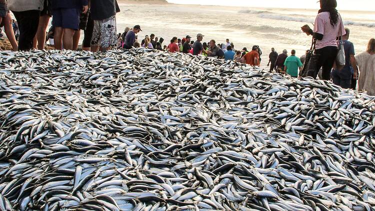 The Sardine Run has arrived in KZN The Sardine Run