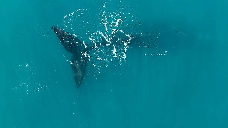 Where to watch whales near Cape Town