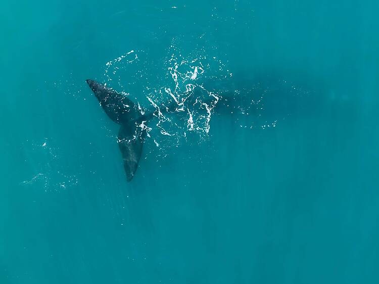 Where to watch whales near Cape Town