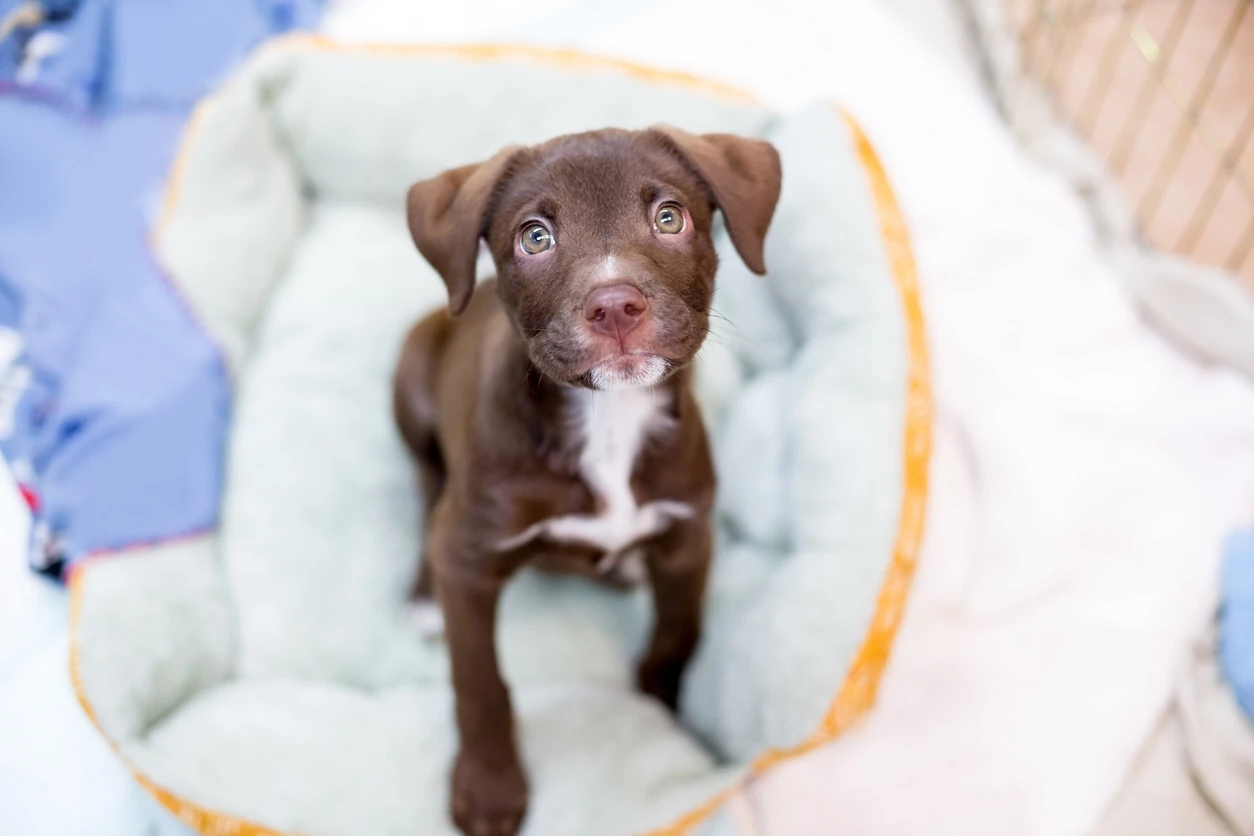 A cute young Retriever x Pit Bull Terrier mixed breed puppy sitting on a pet bed and looking up