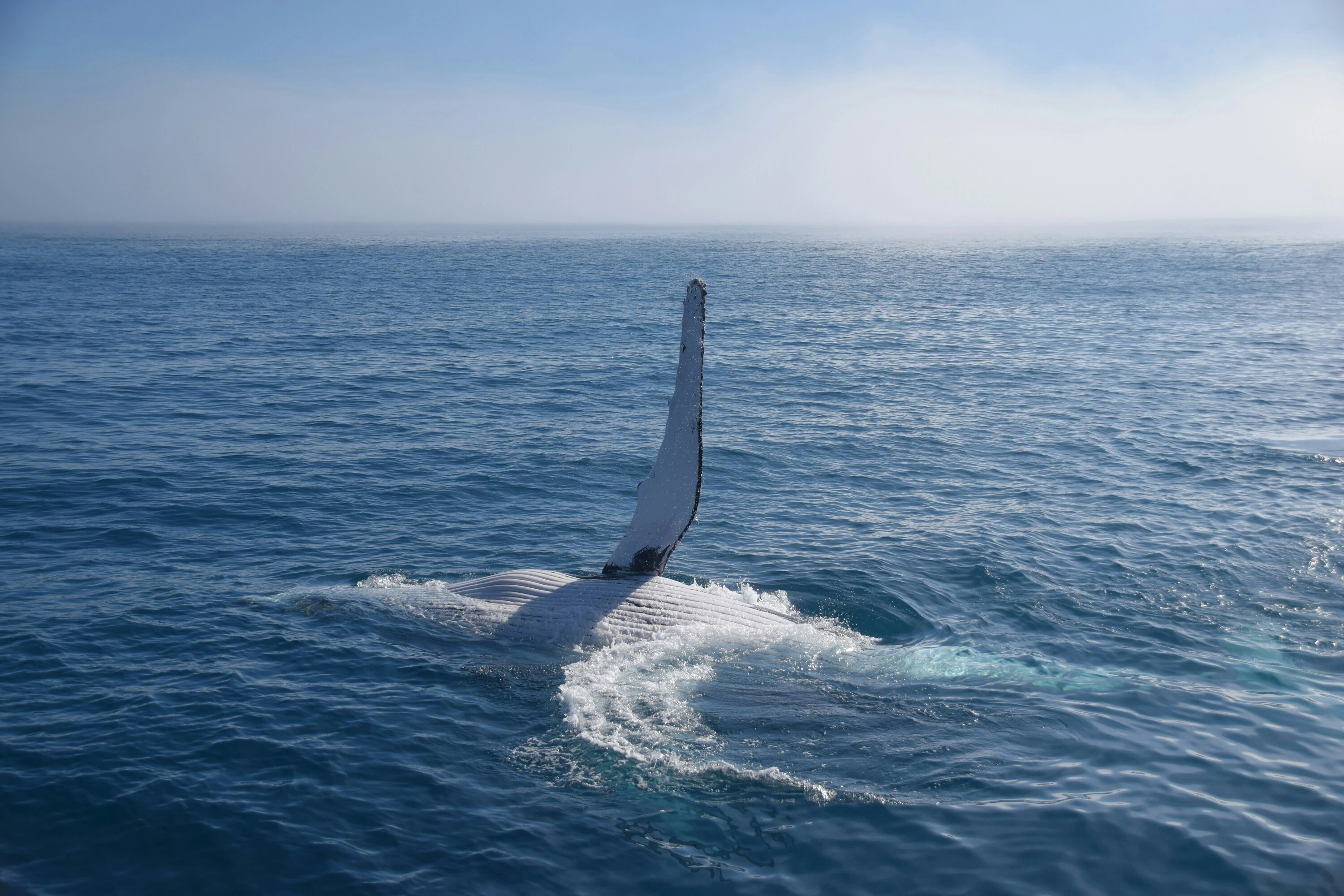 Whale in water