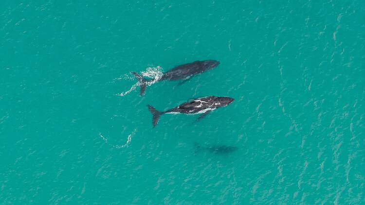 Whales spotted off the coast of the Sapphire Coast. Whales spotted off the coast of the Sapphire Coast.