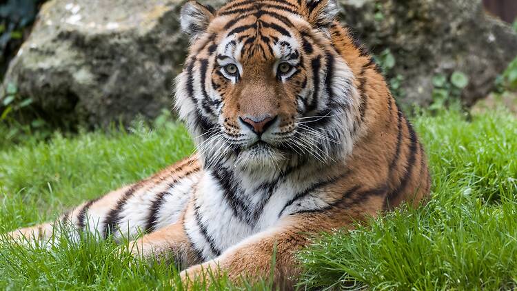 Tigre-da-Sibéria Tigre-da-Sibéria