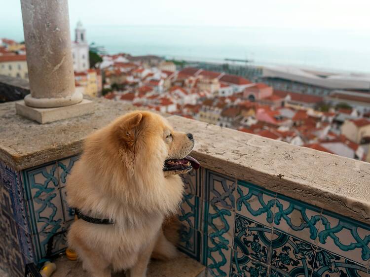 Viver com animais em Lisboa: 5 coisas que é mesmo preciso saber