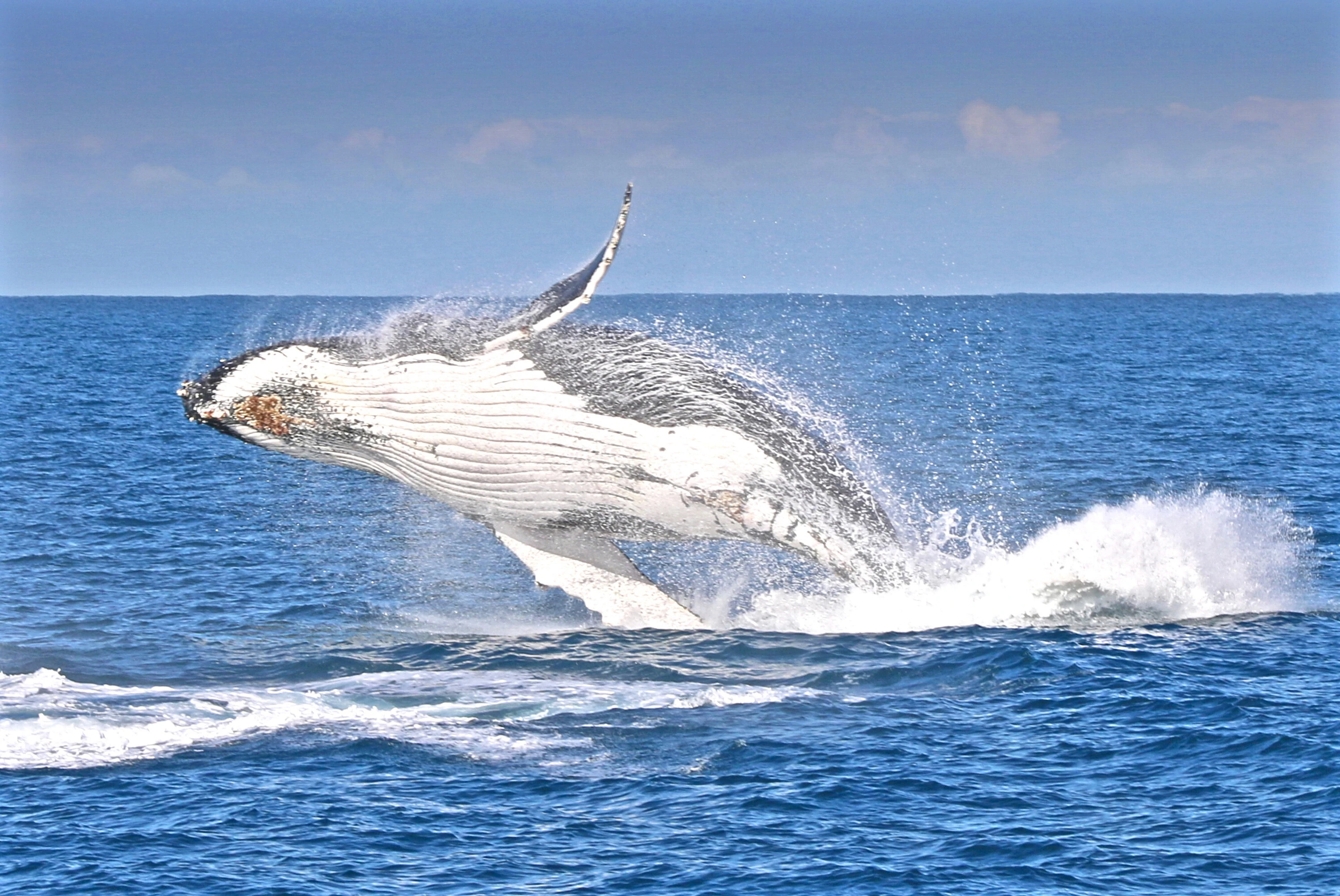 Wildlife Coast Cruises, Phillip Island, Victoria