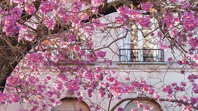Buenos Aires en flor (Real Jardín Botánico).