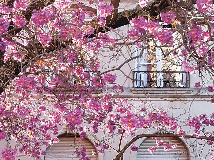 Buenos Aires en flor Buenos Aires en flor