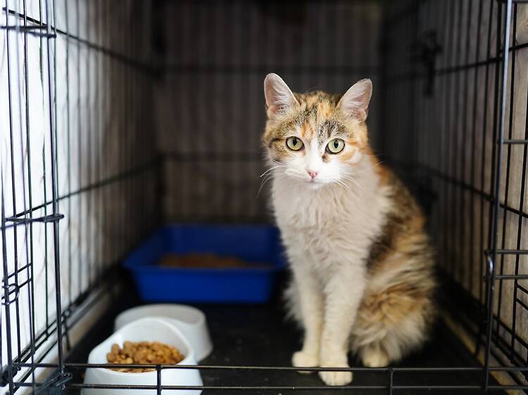 This animal adoption center is reducing its fees to $2.50 in honor of America's 250th birthday