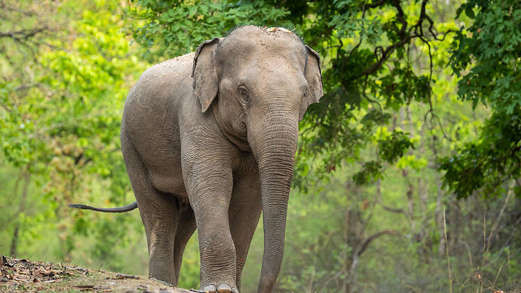 Asian elephant Asian elephant