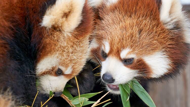 Red panda Red panda
