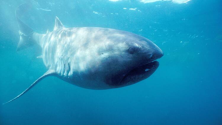 Megamouth shark Megamouth shark