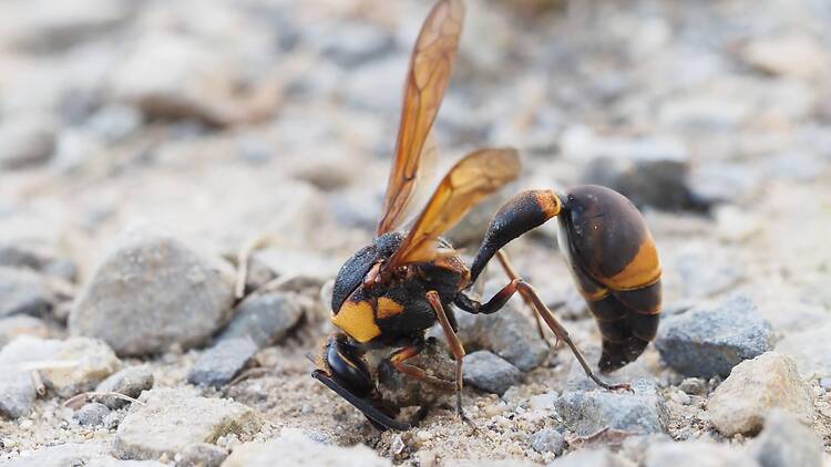 Wasp Wasp