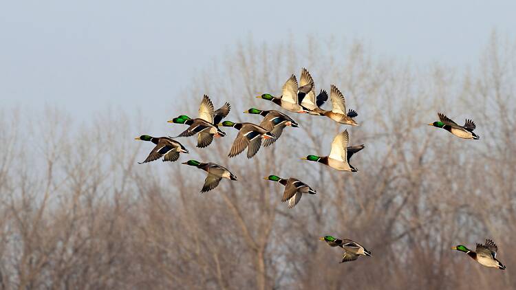Mallards Mallards