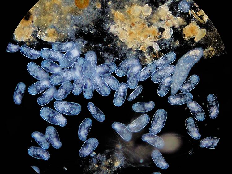 Un Planetari que us farà viatjar molt més enllà