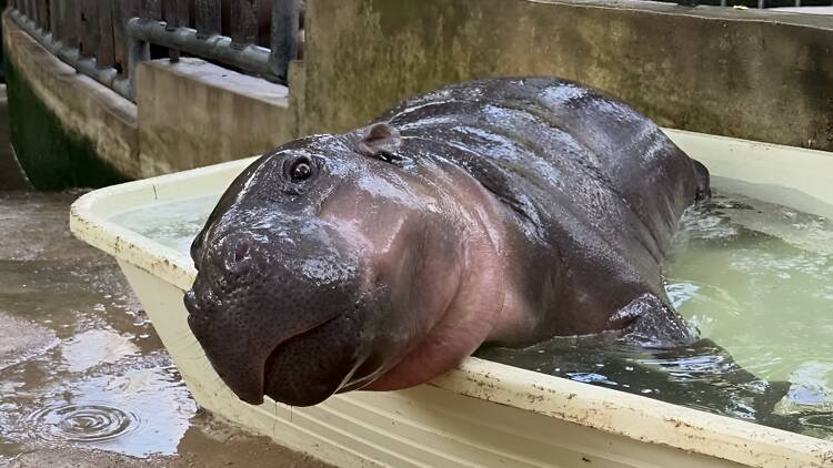 Khao Kheow Open Zoo Khao Kheow Open Zoo