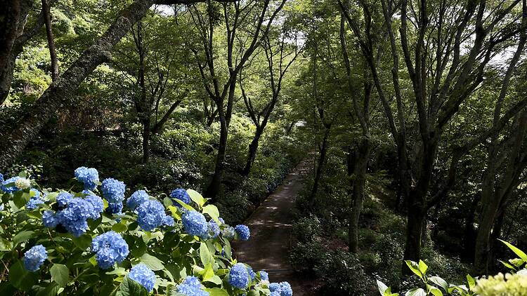 The hydrangeas on Mt Ikoma are blooming now The hydrangeas on Mt Ikoma are blooming now