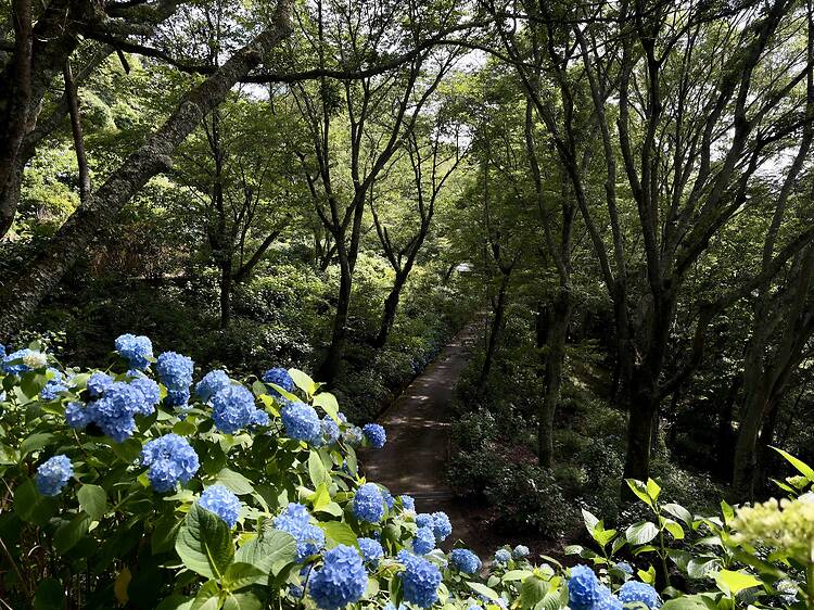 The hydrangeas on Mt Ikoma are now in full bloom – here’s the best way to see them