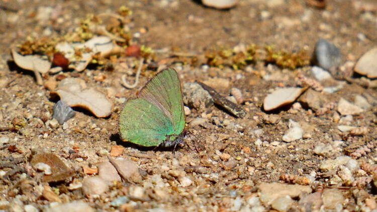 la verdeta d’ull ros (Callophrys avis) la verdeta d’ull ros (Callophrys avis)