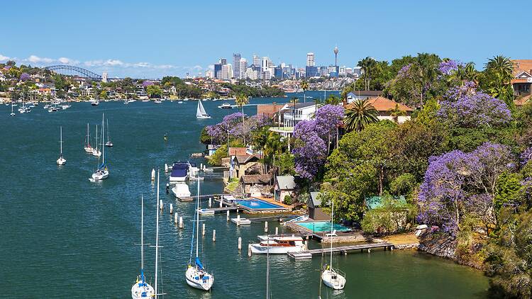 Jacarandas in Spring bloom, Sydney Jacarandas in Spring bloom, Sydney