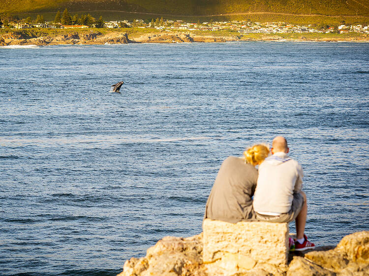 Where to watch whales near Cape Town