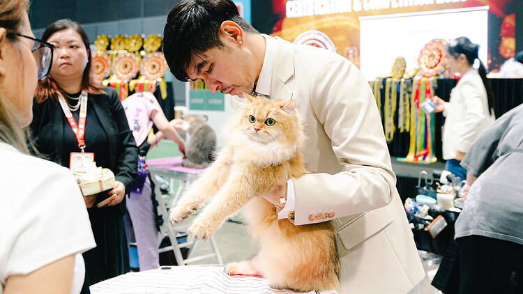 Experience a cosy cat cafe with rescued cats at Asia Cat Expo