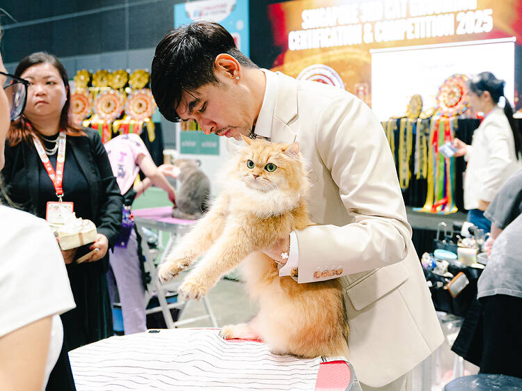 Experience a cosy cat cafe with rescued cats at Asia Cat Expo