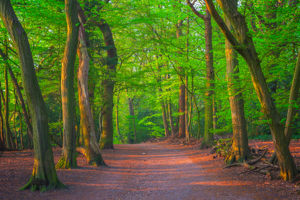 Highgate Wood