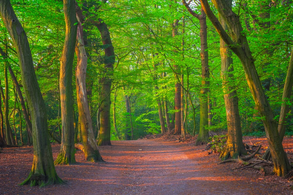 Highgate Wood