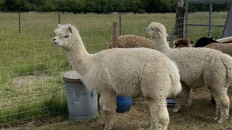 Alpacas grazing in a field in Epping Alpacas grazing in a field in Epping