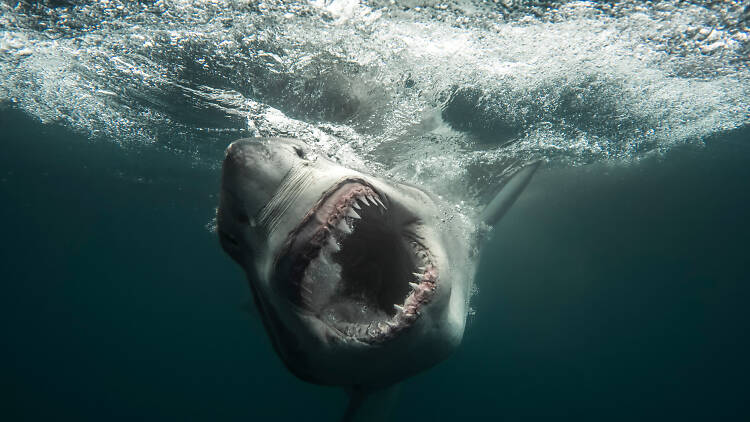 secrets of the great white kill A great white shark with its mouth open at the water surface