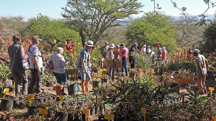 Ashburton Aloe Festival Ashburton Aloe Festival