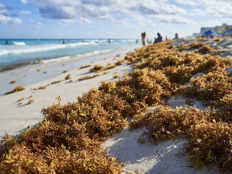 Stinky seaweed is about to take over Florida beaches this summer: here is what you should know about it