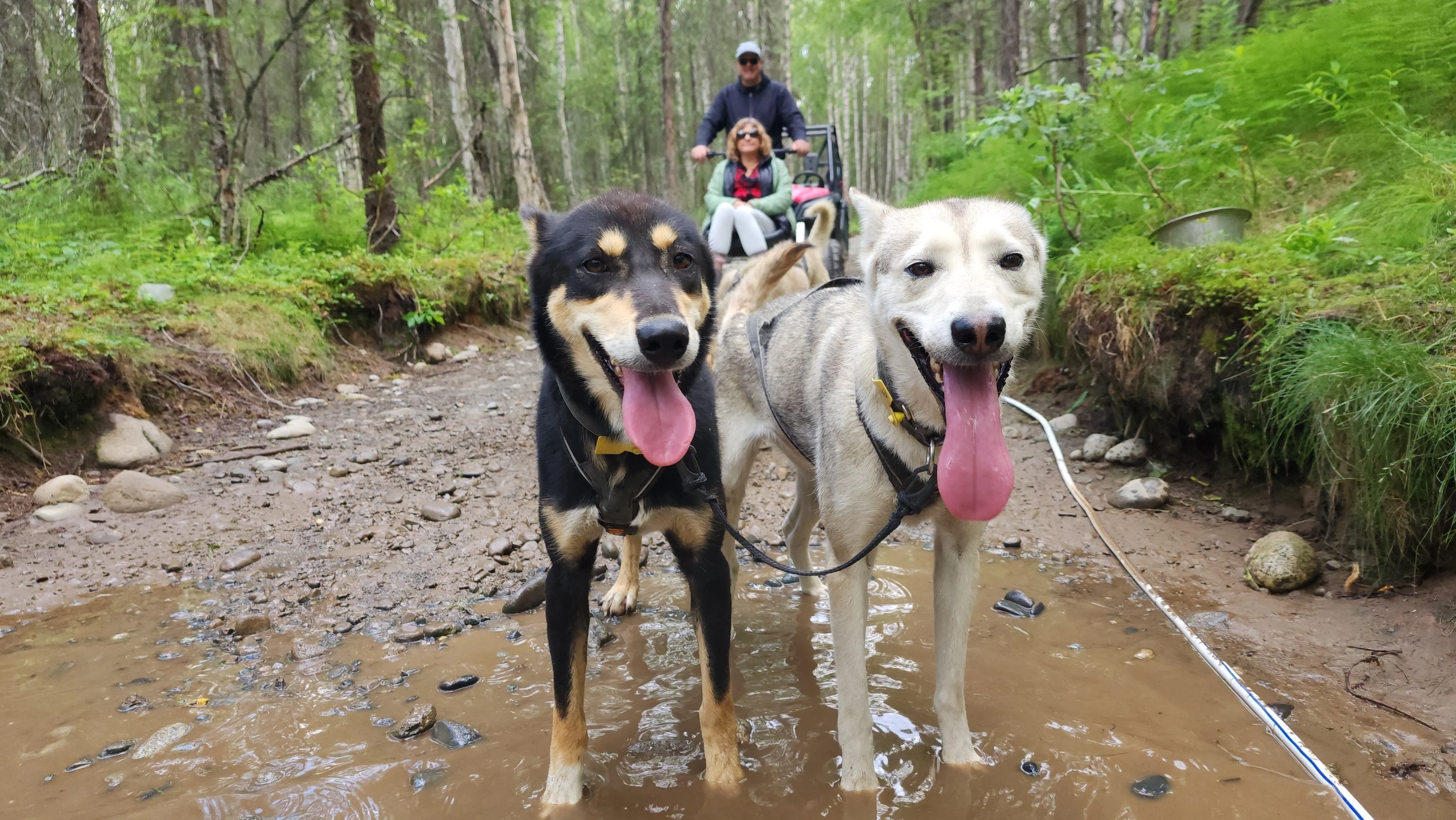 Dry mushing with AK Sled Dog Tours in Talkeetna