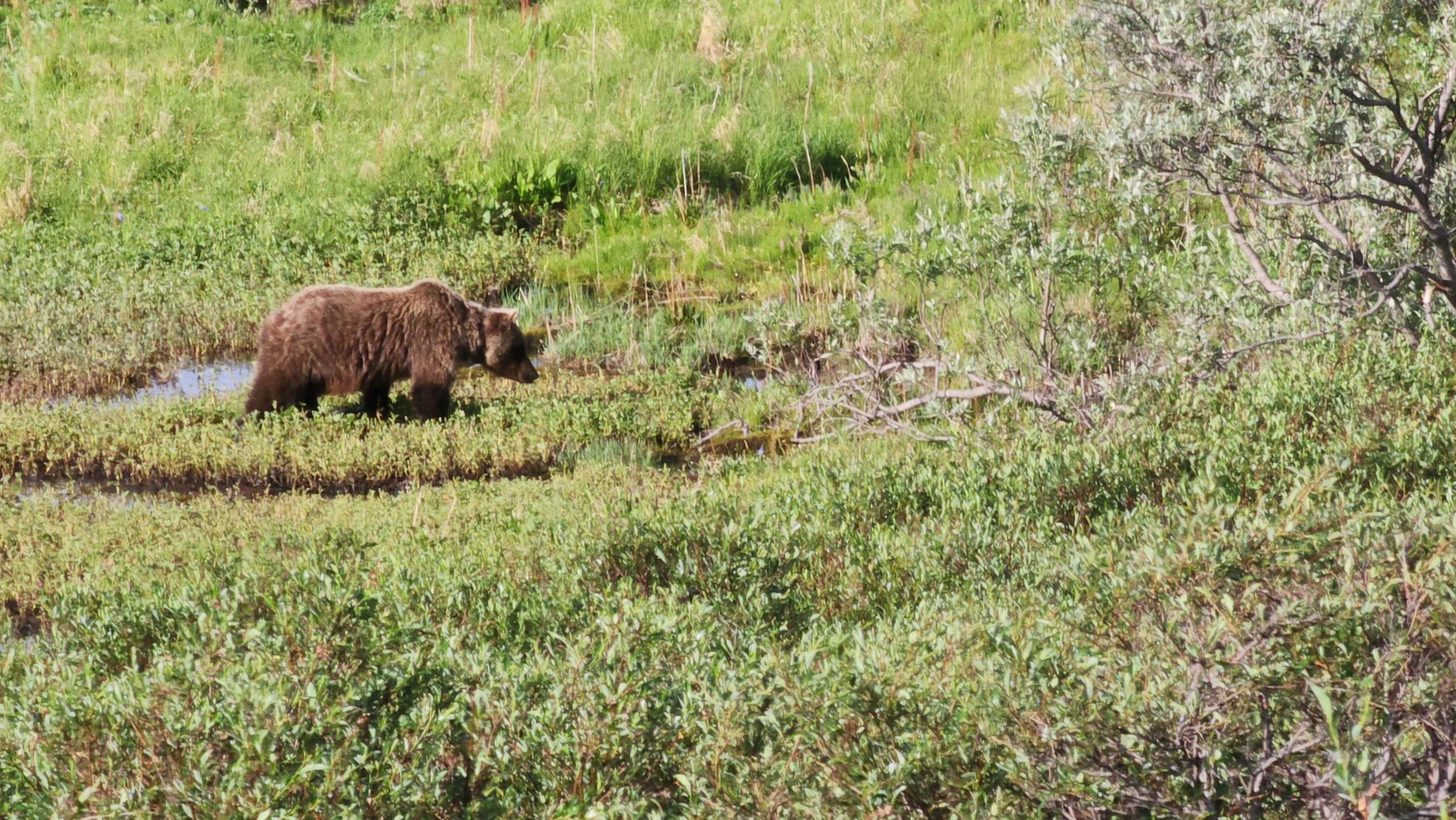 A brown bear on the Tundra Wilderness Tour in Denali National Park and Preserve