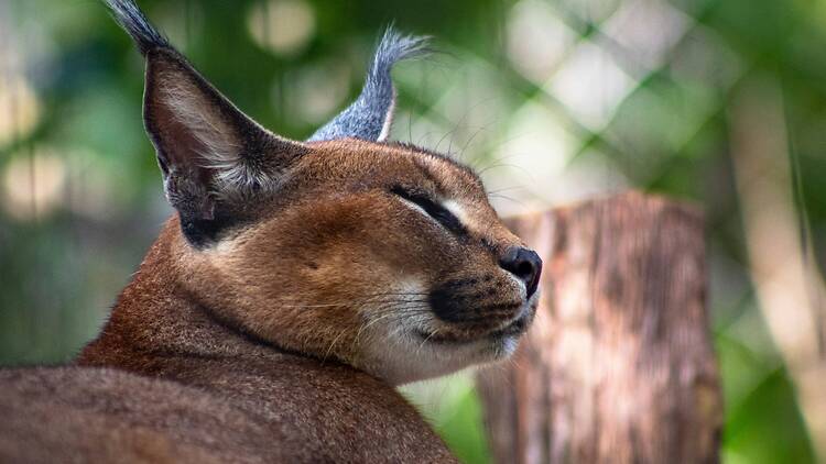 caracal in the sun Affectionately known as rooikatte, caracals are the last remaining large predators in Cape Town’s mountainous ecosystems.