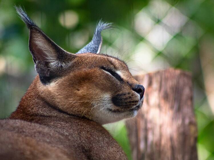 There’s a caracal on my stoep! NPO urges Cape Town residents to approach these ‘kitties’ with caution