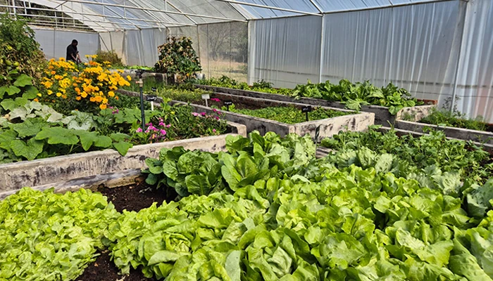 Mhondoro Farm - Veggie Tunnel