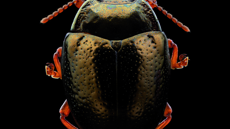 Insectos al detalle: vecinos urbanos (Museo Nacional de CCNN).
