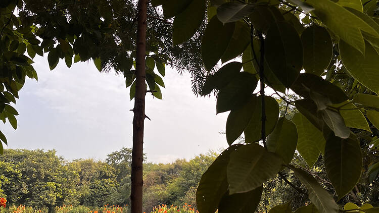 Sanjay Van