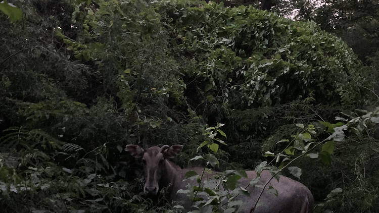 Jahanpanah City Forest